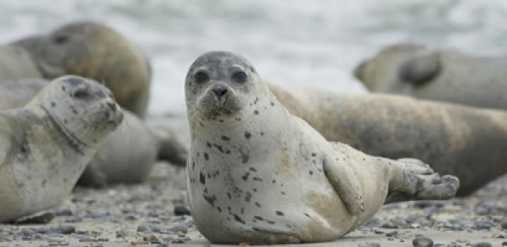 Mark Oaten on the EU Seal Ban