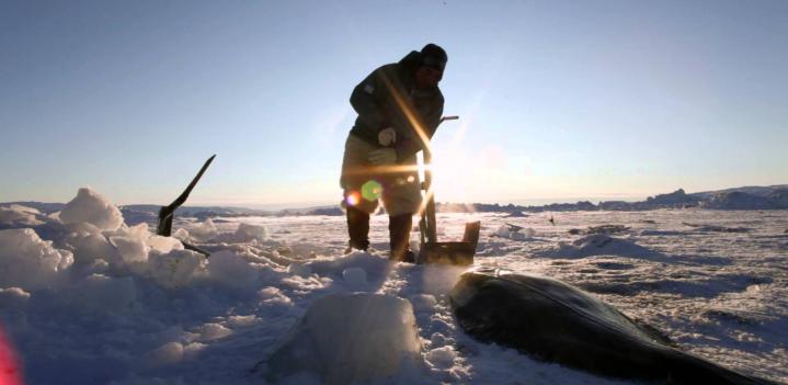 Inuit Seal Struggle explained by Mark Oaten