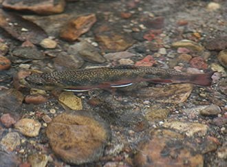 Fake Fur Microfibres poison brook trout - Mark Oaten IFF 