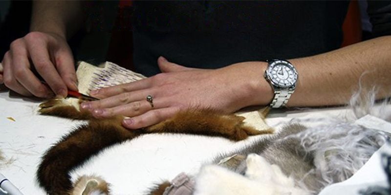 Fur Futures Blog, We Are Fur