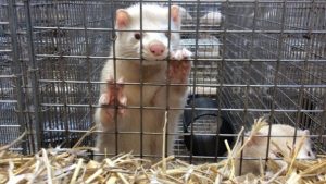 Two animals are kept in each cage which is around 90cm long and 30cm wide, International Fur Federation