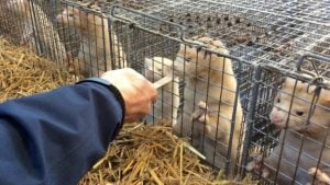 Mink are presented with a stick to see how they react, International Fur Federation