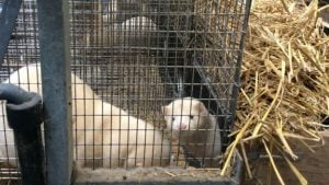 A mink emerges from its nest box, International Fur Federation