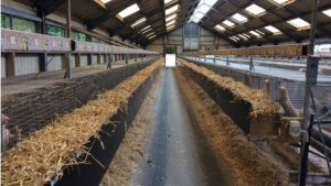 Hundreds of mink are kept in each shed, International Fur Federation