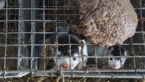 Straw, shelves and plastic tubes on Mink Farms, International Fur Federation