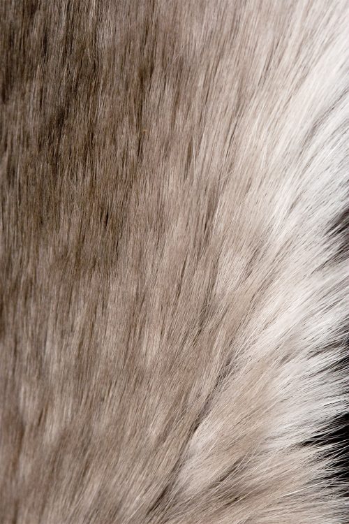 <strong></strong> Kopenhagen Fur, Wild Fur