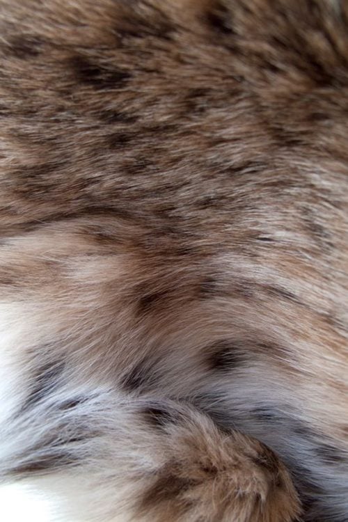 <strong></strong> Wild Fur