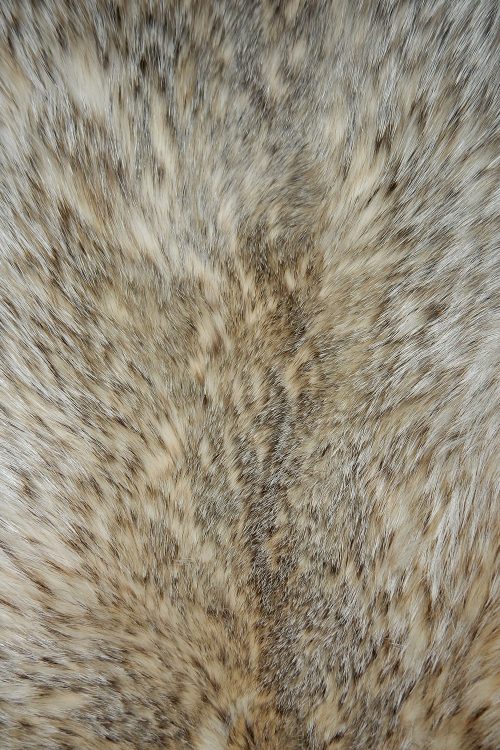 <strong></strong> Wild Fur