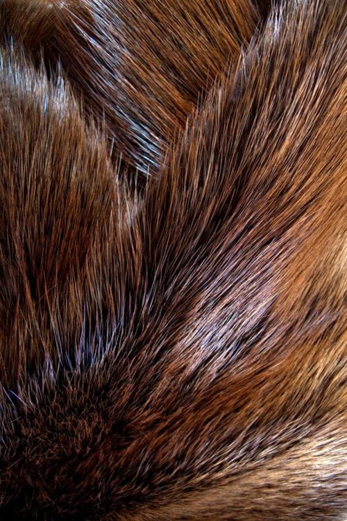 <strong></strong> Wild Fur