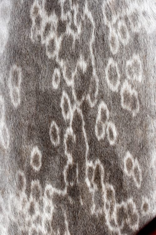 <strong></strong> Kopenhagen Fur, Wild Fur