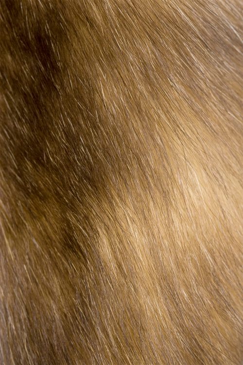 <strong></strong> Kopenhagen Fur, Wild Fur