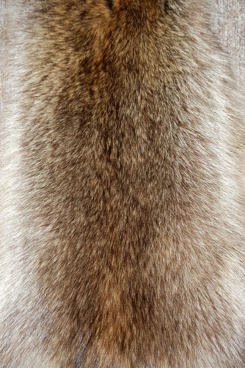 <strong></strong> Wild Fur