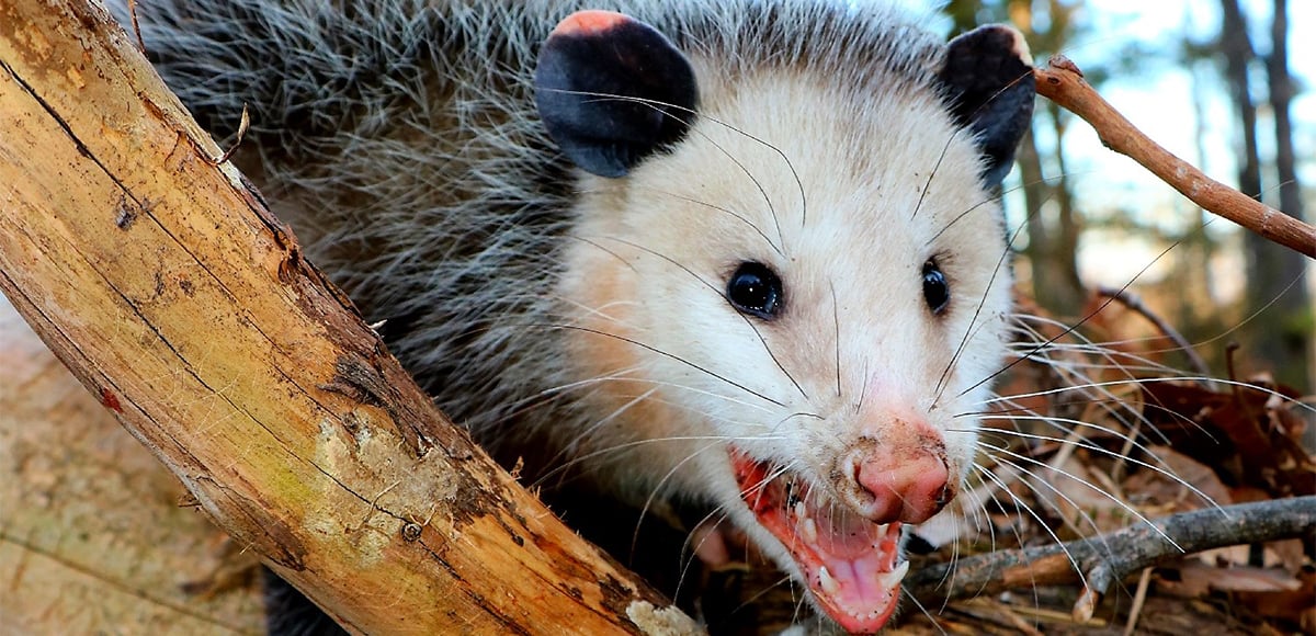 Possum Opossum fur
