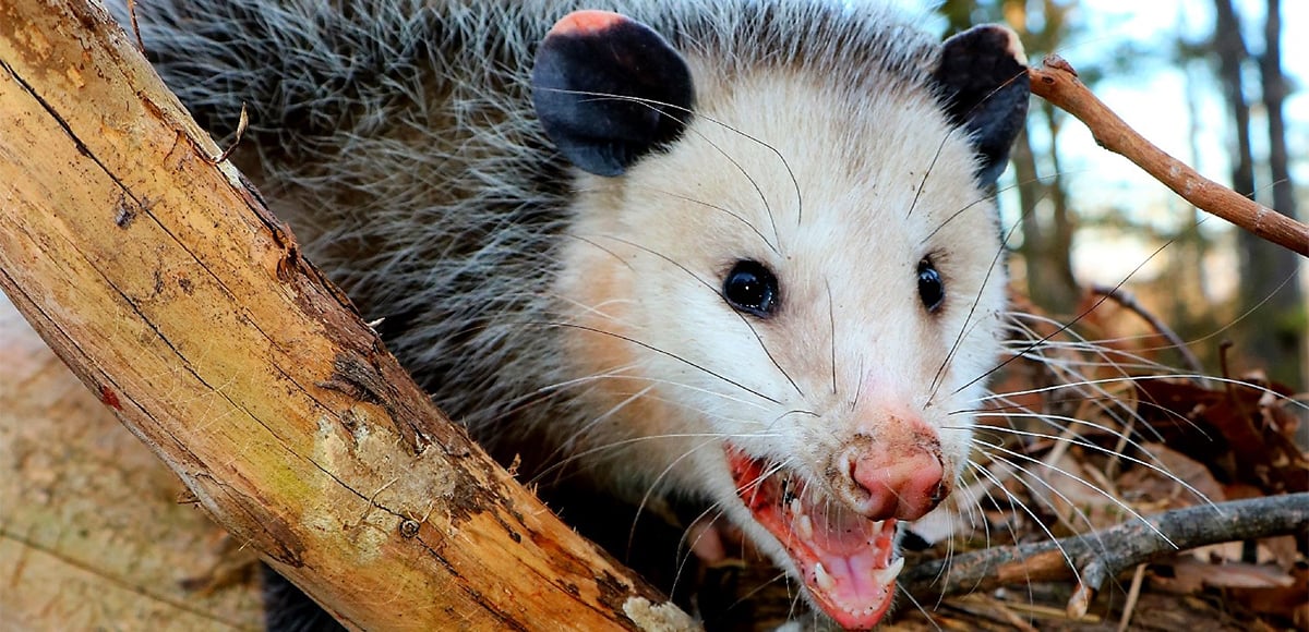 Image result for possum